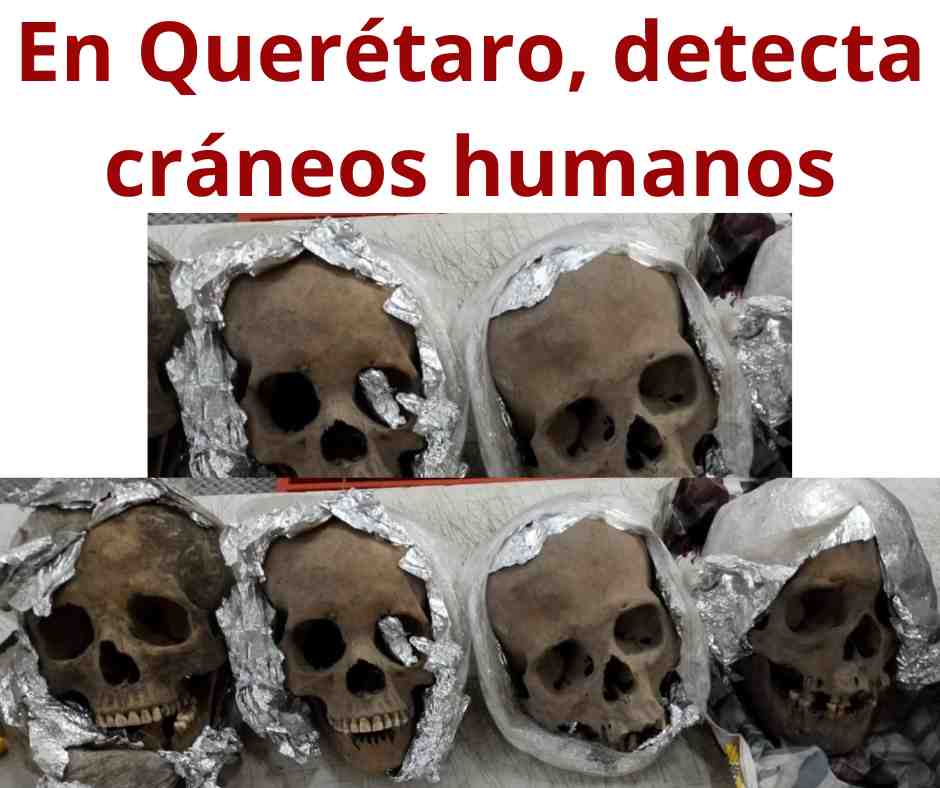 En Querétaro, Guardia Nacional detecta cráneos humanos
