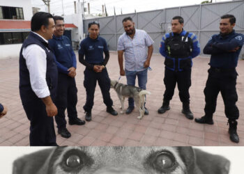 Día del Médico Veterinario